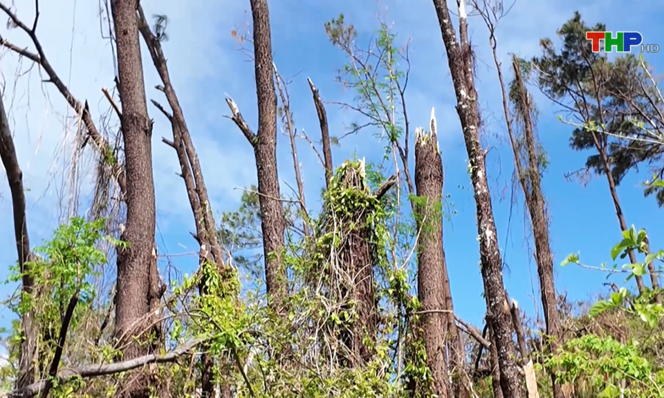 Nguy cơ ch&aacute;y rừng tại quận Đồ Sơn