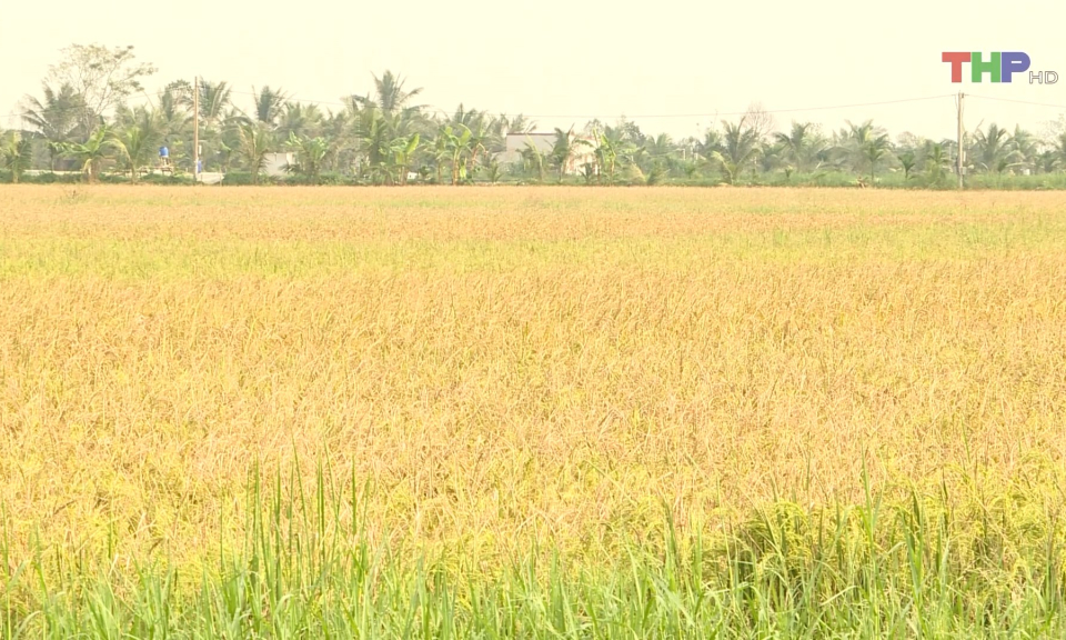 Phục hồi diện t&iacute;ch l&uacute;a m&ugrave;a sau b&atilde;o