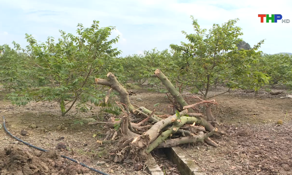 Bản tin thời sự tối (03/10/2024)