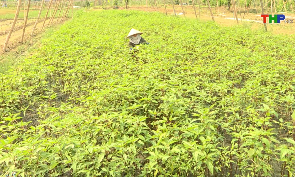 N&ocirc;ng th&ocirc;n mới Hải Ph&ograve;ng: Tập trung hỗ trợ n&ocirc;ng d&acirc;n kh&ocirc;i phục sản xuất