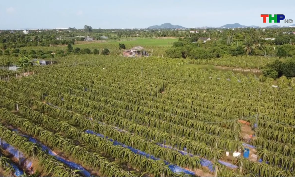 Sớm ổn định trở lại v&ugrave;ng trồng thanh long  
