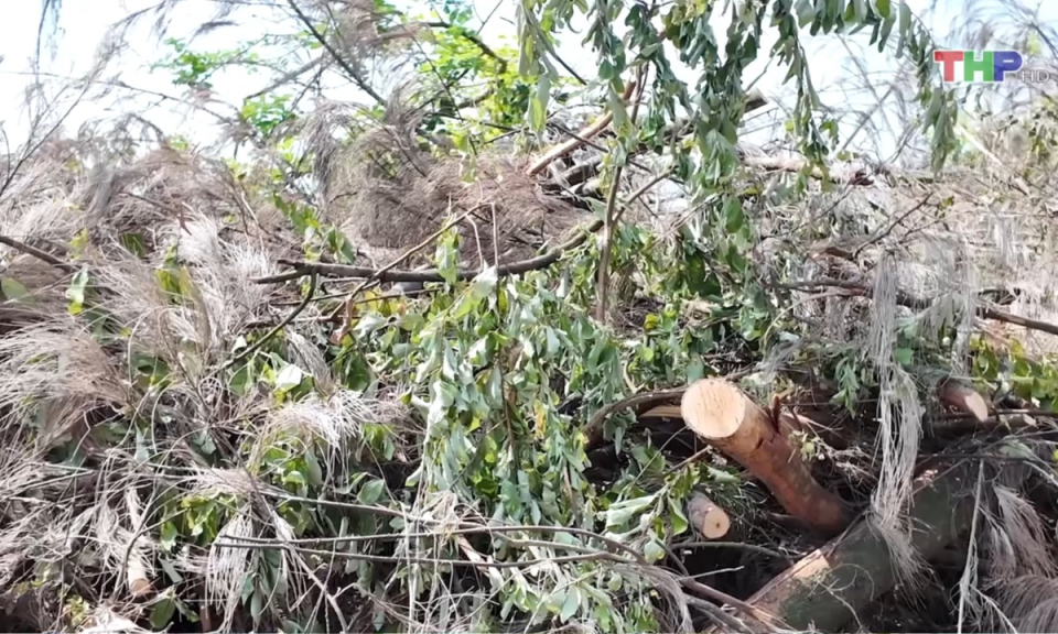 Bản tin thời sự trưa (08/10/2024)