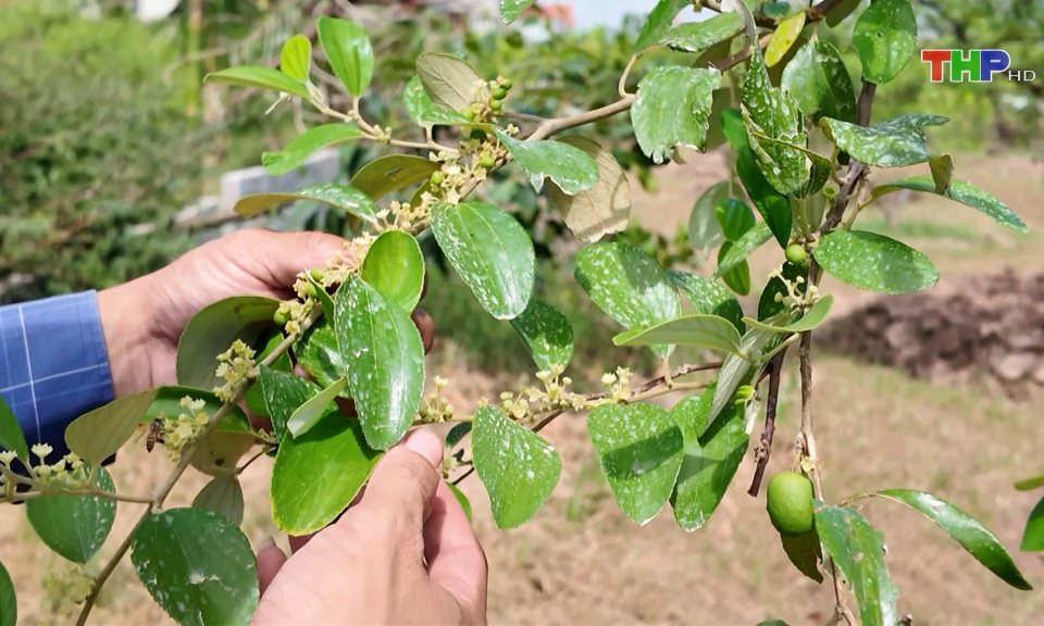 Nỗ lực kh&ocirc;i phục sản lượng t&aacute;o B&agrave;ng La  