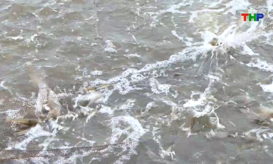 Bản tin tiếng Trung (23/10/2024)