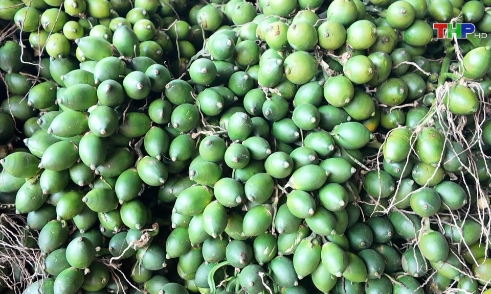 Sớm c&ocirc;ng nhận cau l&agrave; n&ocirc;ng sản chủ lực