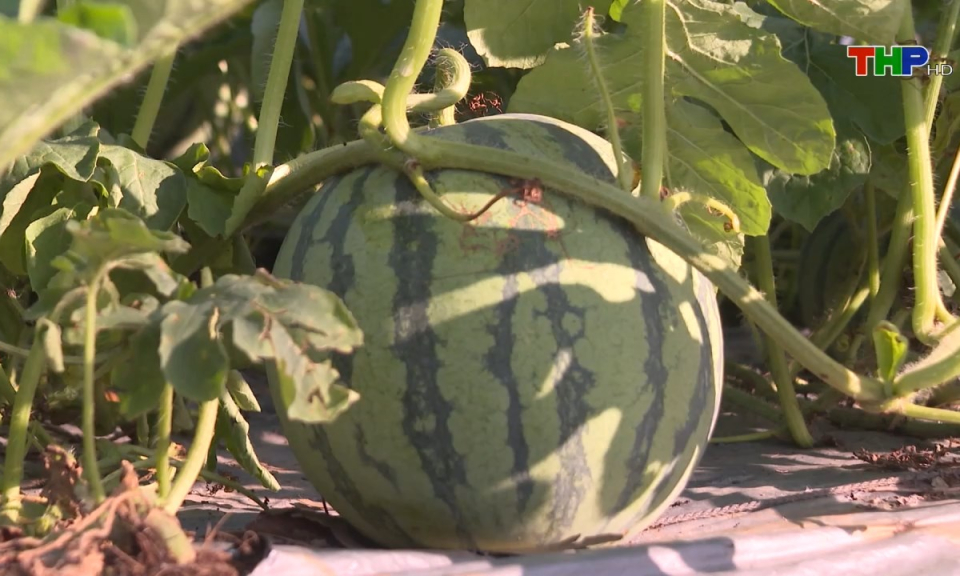 Bản tin Hải Ph&ograve;ng kết nối (25/10/2024)