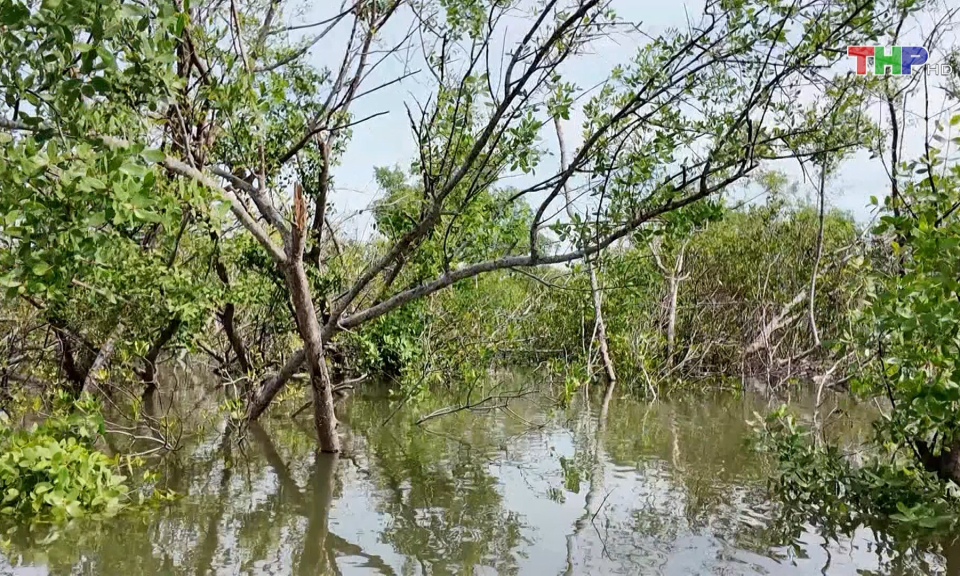 Hiệu quả từ những c&aacute;nh rừng chắn s&oacute;ng  
