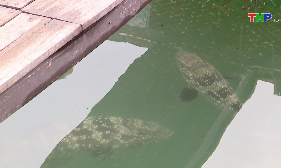 Bảo tồn nguồn hải sản qu&yacute; tại C&aacute;t B&agrave;