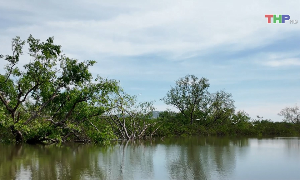 Ph&aacute;t huy hiệu quả rừng ngập mặn tại Đồ Sơn