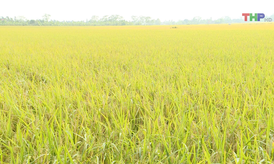 Khẩn trương thu hoạch l&uacute;a vụ m&ugrave;a 