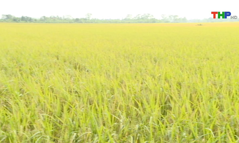 Bản tin thời sự s&aacute;ng (31/10/2024)