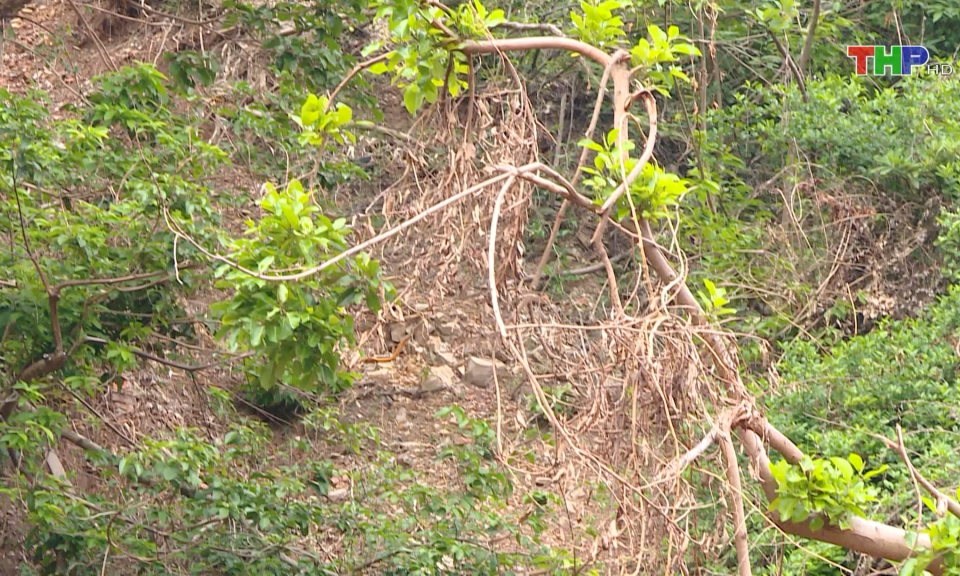 Cảnh b&aacute;o nguy cơ sạt lở đất tại Đồ Sơn