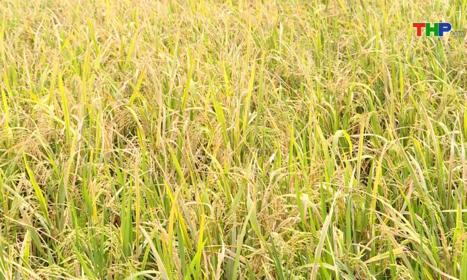 10 ph&uacute;t v&agrave;ng (31/10/2024)