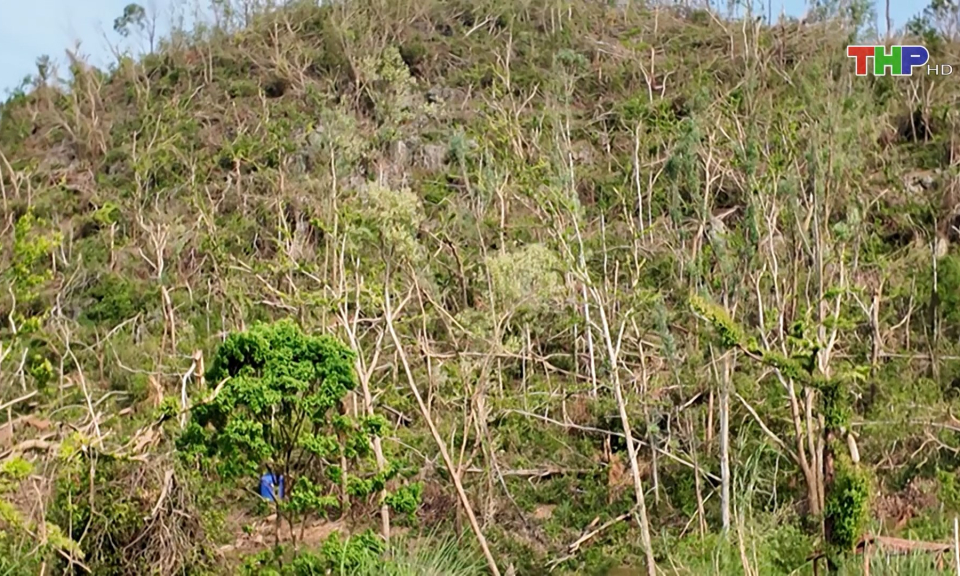 Khắc phục diện t&iacute;ch rừng trồng bị thiệt hại sau b&atilde;o