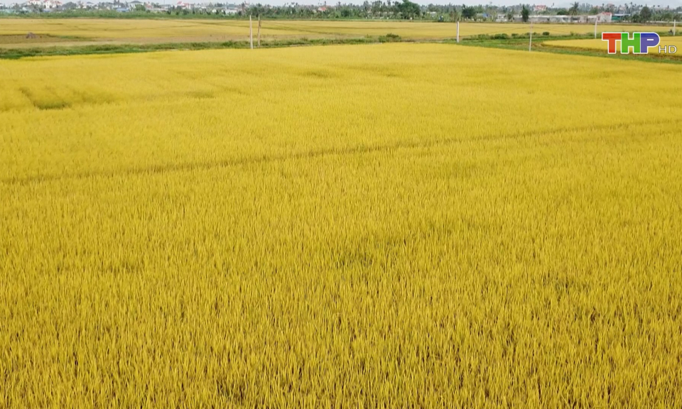 Tập trung thu hoạch l&uacute;a vụ m&ugrave;a