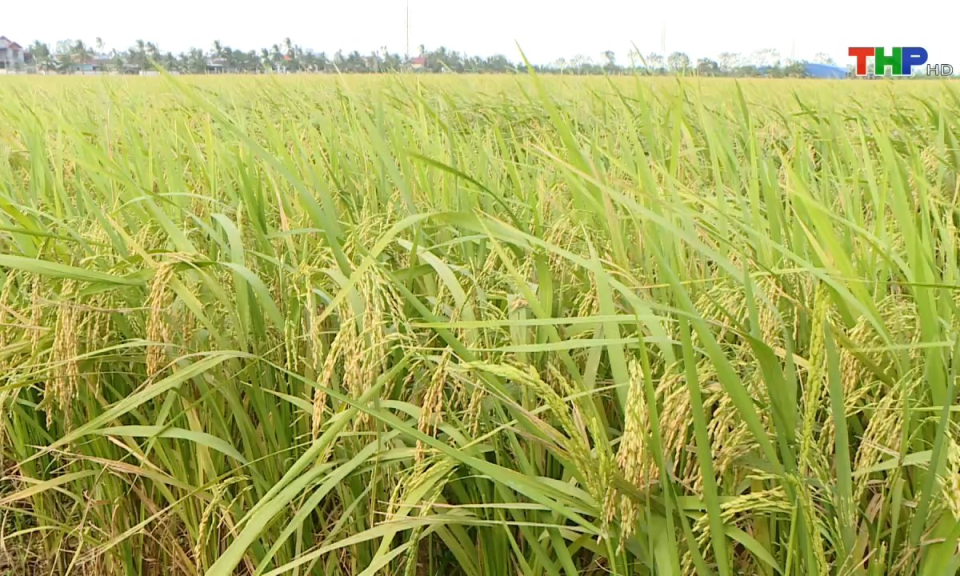 N&ocirc;ng th&ocirc;n mới Hải Ph&ograve;ng: Tập trung thu hoạch l&uacute;a m&ugrave;a v&agrave; triển khai sản xuất vụ đ&ocirc;ng 2024