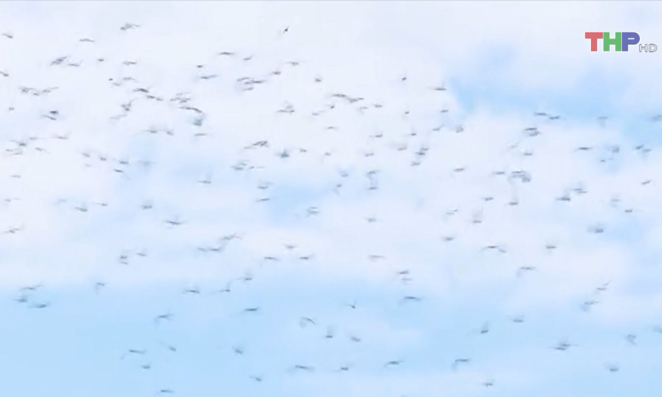 Bảo vệ chim di cư tại C&aacute;t B&agrave;