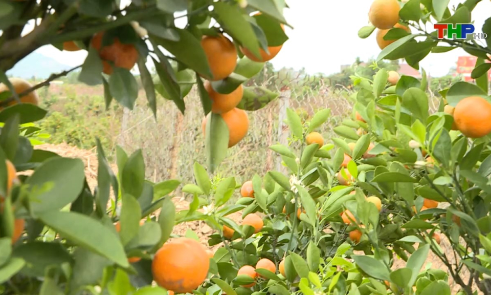 Bản tin Hải Ph&ograve;ng h&ocirc;m nay (04/11/2024)