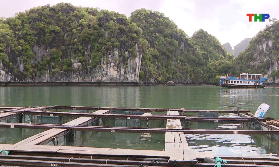 Bản tin tiếng Anh (04/11/2024)