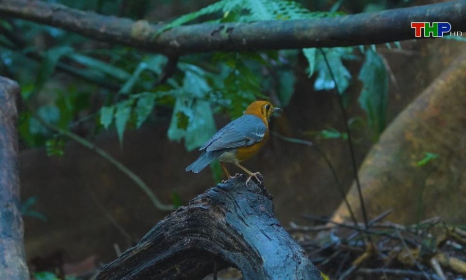 Chuyện đương thời: Nhiếp ảnh động vật hoang d&atilde;