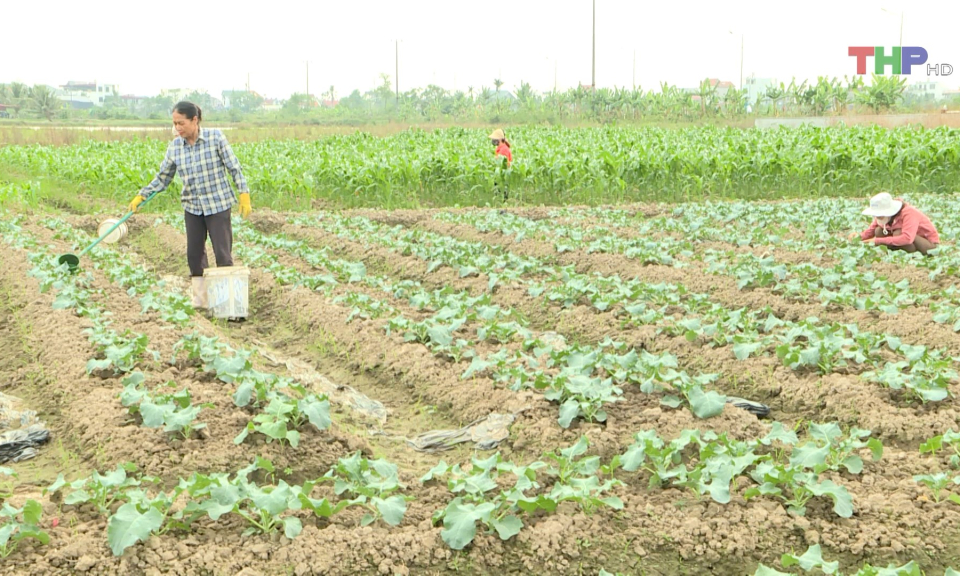 Chuẩn bị gieo trồng vụ Đ&ocirc;ng 