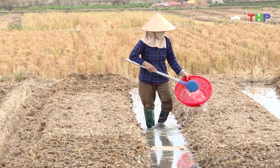 N&acirc;ng cao hiệu quả c&acirc;y vụ Đ&ocirc;ng  