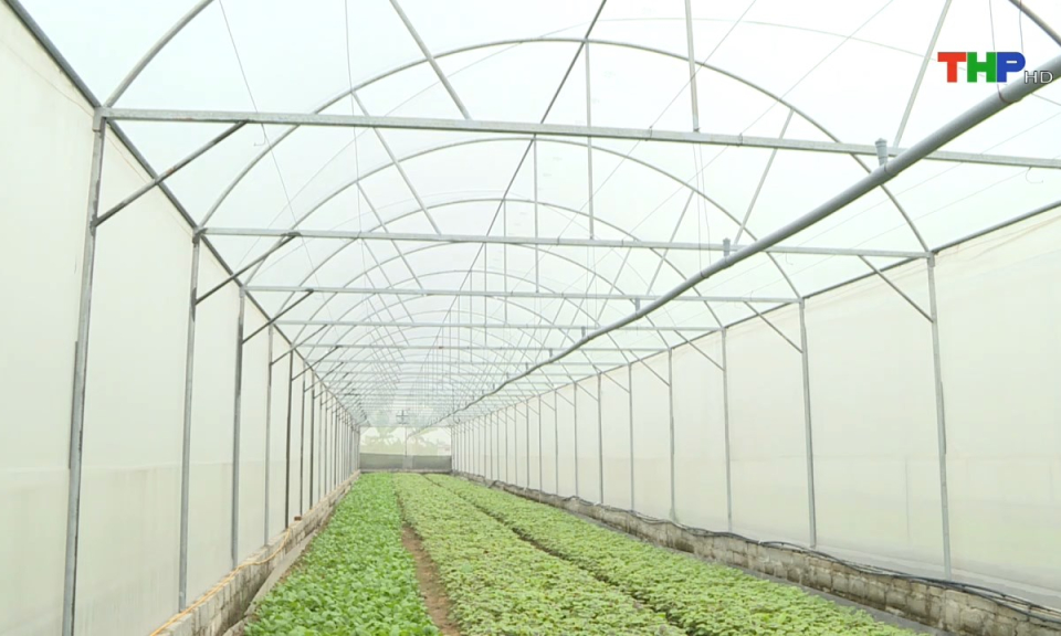 Tạp ch&iacute; kinh tế: Kh&ocirc;i phục v&ugrave;ng sản xuất rau m&agrave;u sau b&atilde;o