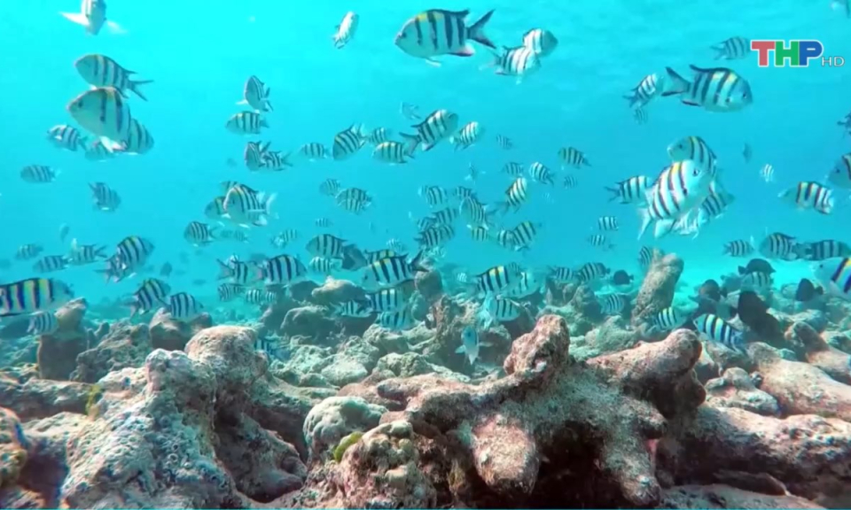 Bản tin thời sự trưa (11/11/2024)