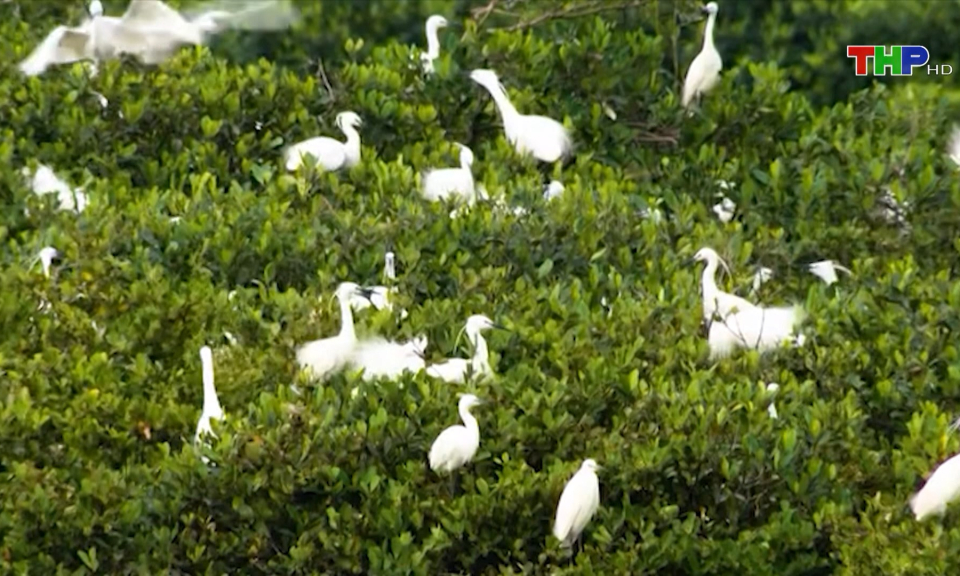 Bảo tồn hệ sinh th&aacute;i Vườn Quốc gia C&aacute;t B&agrave;