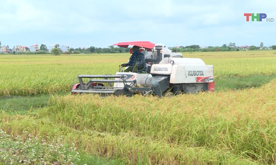 Gi&aacute; gạo xuất khẩu Việt Nam cao nhất trong khu vực