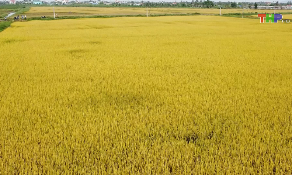 Giảm diện t&iacute;ch đất bỏ hoang kh&ocirc;ng canh t&aacute;c th&ocirc;ng qua t&iacute;ch tụ ruộng đất