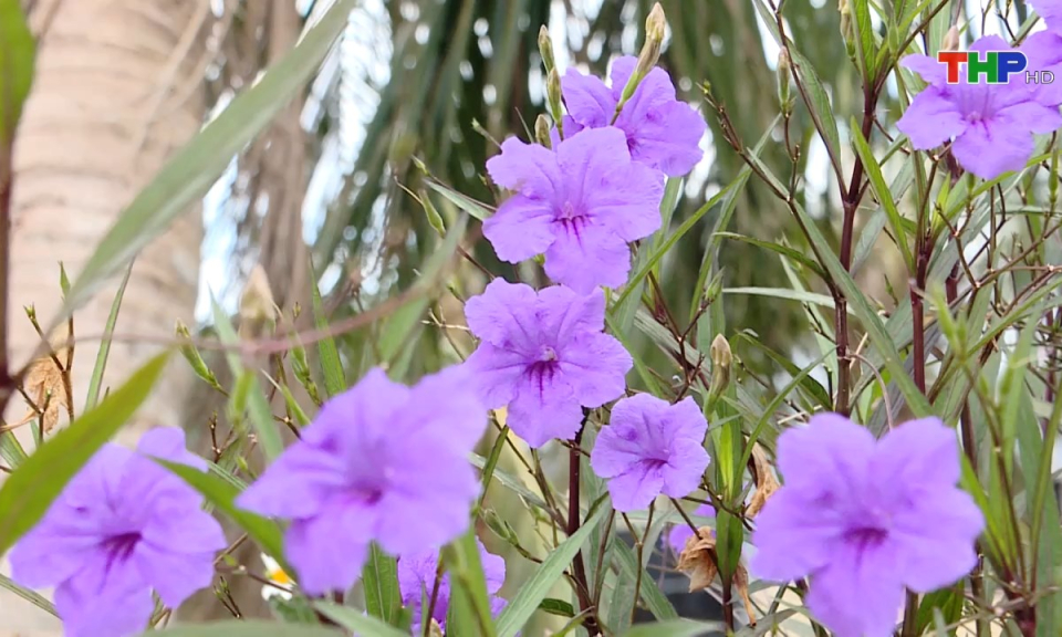 Bản tin thời sự s&aacute;ng (17/11/2024)