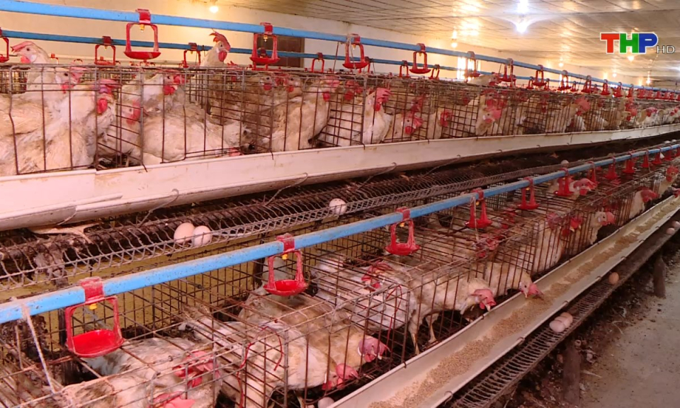 Bản tin tiếng Trung (17/11/2024)