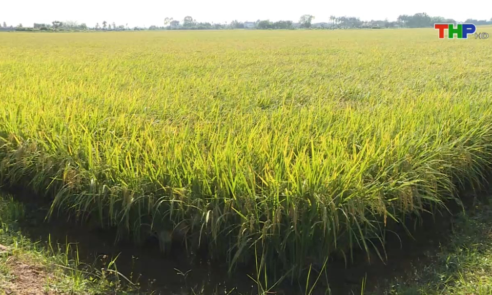 Bản tin Hải Ph&ograve;ng h&ocirc;m nay (19/11/2024)