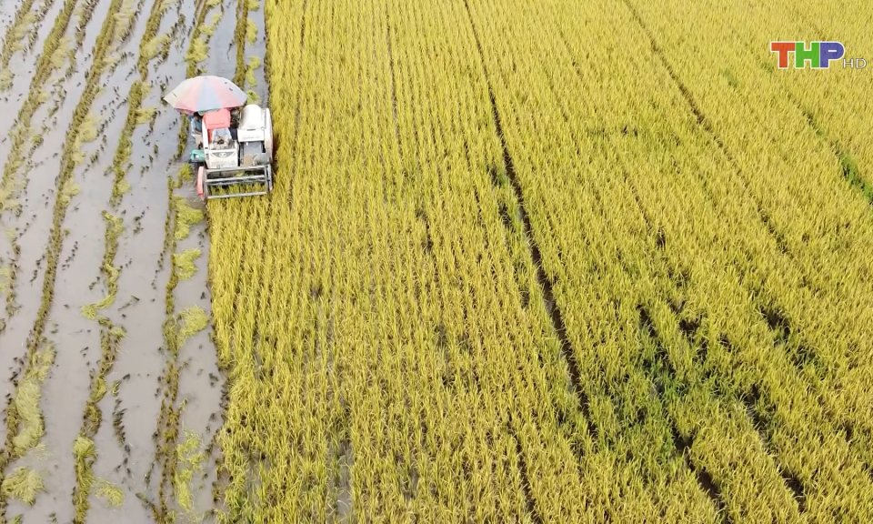 Sản xuất n&ocirc;ng nghiệp theo hướng gia tăng năng suất 