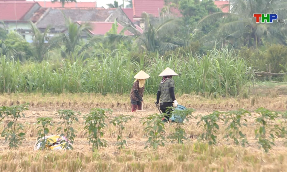 N&ocirc;ng th&ocirc;n mới Hải Ph&ograve;ng: Hiệu quả sản xuất c&acirc;y vụ đ&ocirc;ng