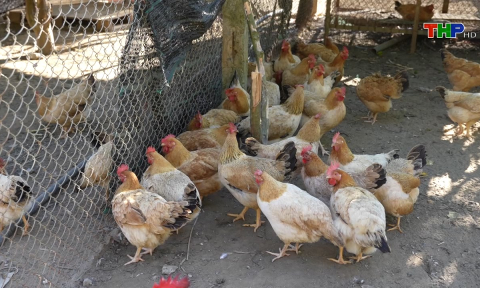 Bản tin Hải Ph&ograve;ng h&ocirc;m nay (23/11/2024)