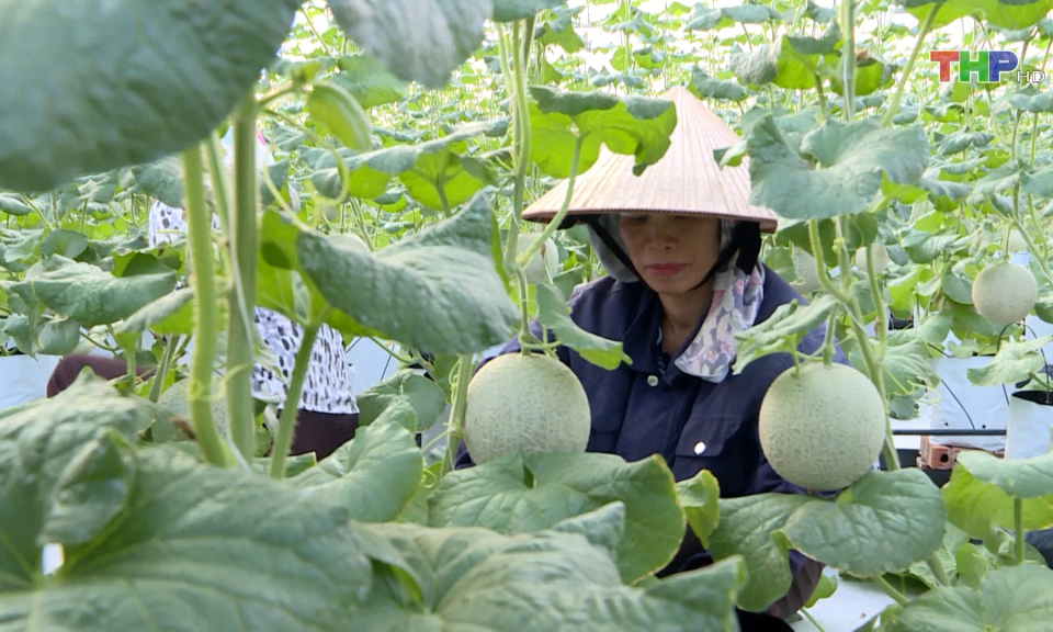 N&ocirc;ng nghiệp th&agrave;nh phố phục hồi mạnh mẽ      