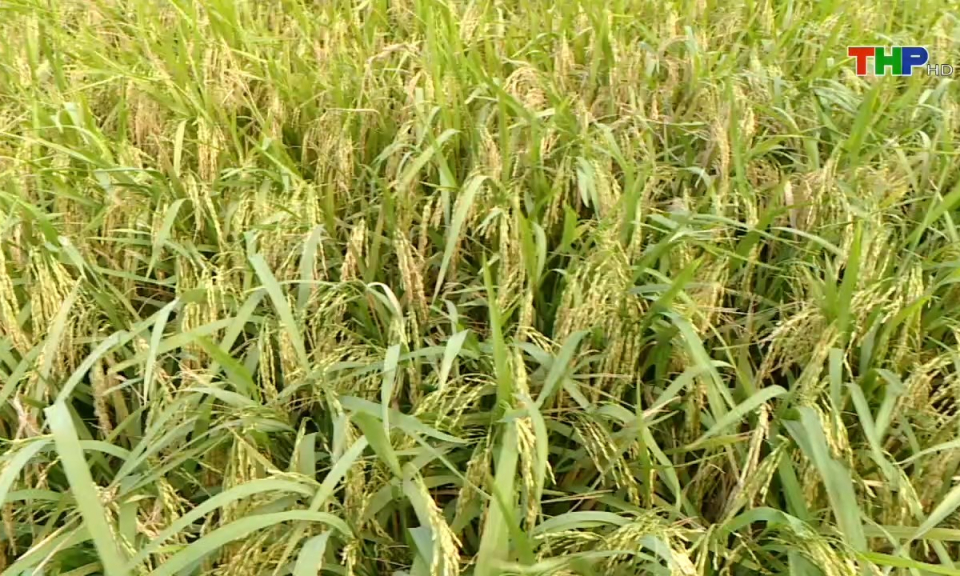 Bản tin thời sự s&aacute;ng (25/11/2024)