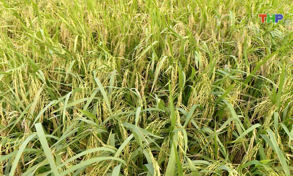 Ph&aacute;t triển giống l&uacute;a th&iacute;ch ứng biến đổi kh&iacute; hậu