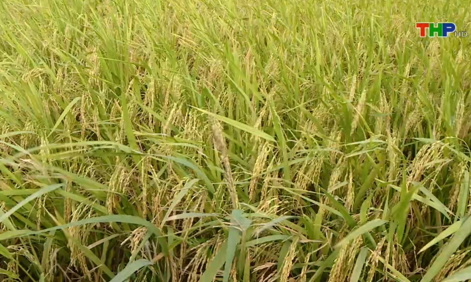 Bản tin Hải Ph&ograve;ng h&ocirc;m nay (25/11/2024)