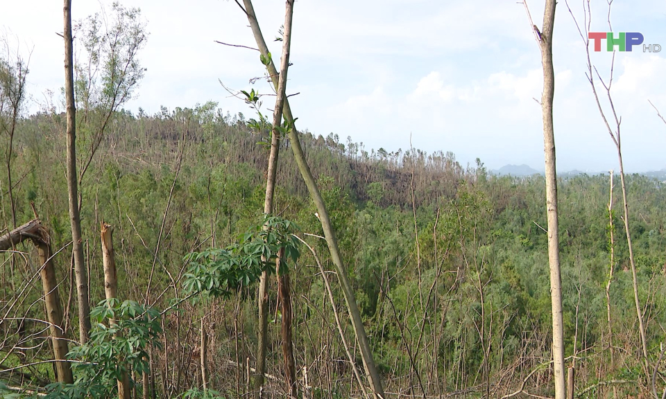 Ph&ograve;ng, chống ch&aacute;y rừng m&ugrave;a hanh kh&ocirc;