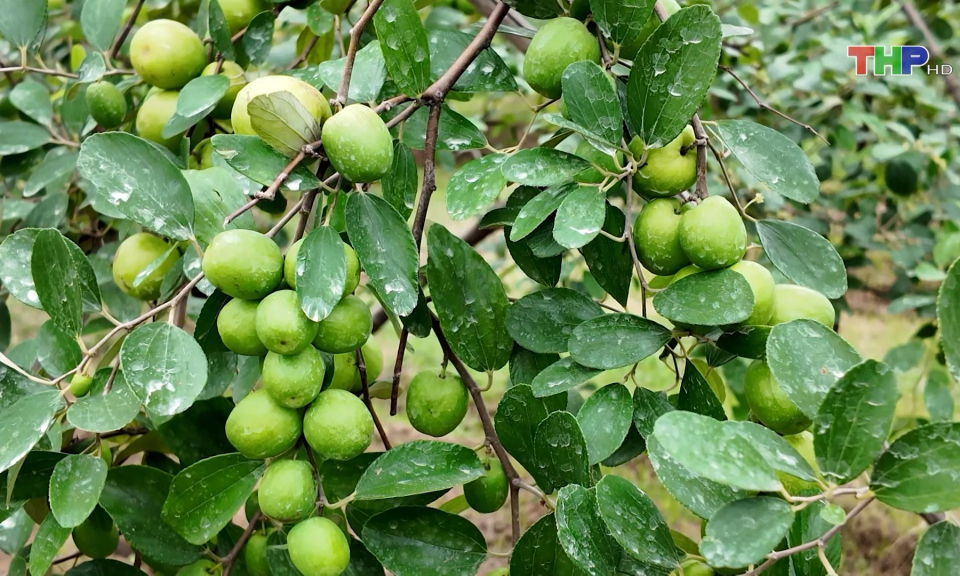 Nỗ lực kh&ocirc;i phục diện t&iacute;ch T&aacute;o B&agrave;ng La    