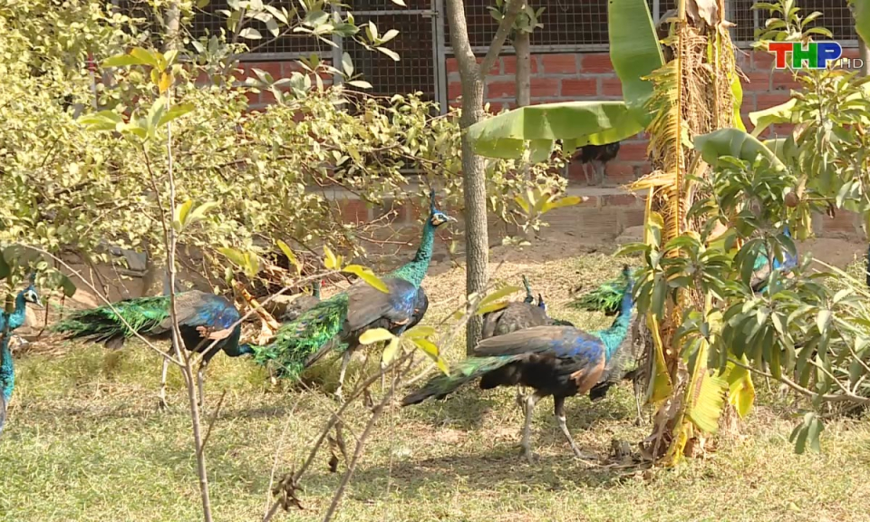 Bản tin Hải Ph&ograve;ng h&ocirc;m nay (30/11/2024)