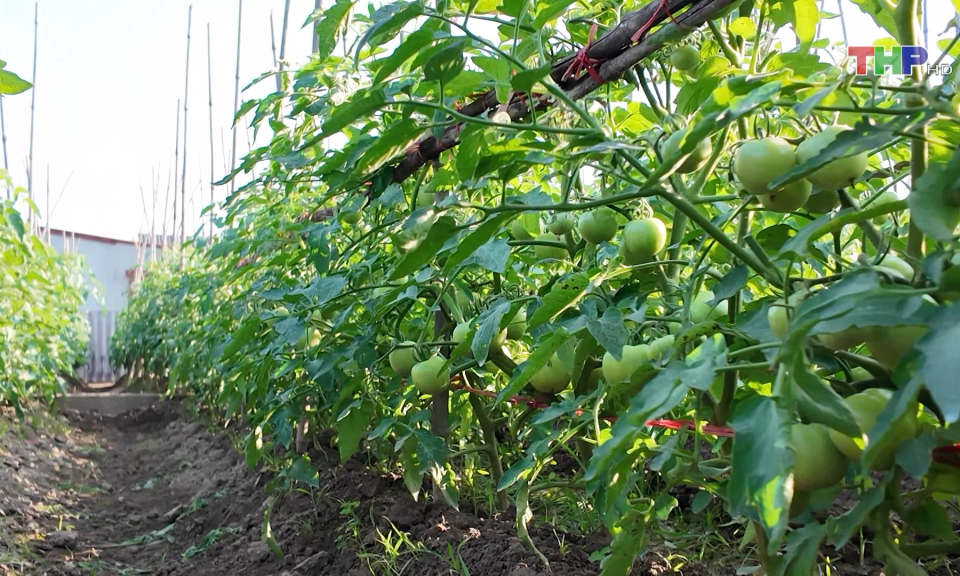 C&agrave; chua B&agrave;ng La được m&ugrave;a