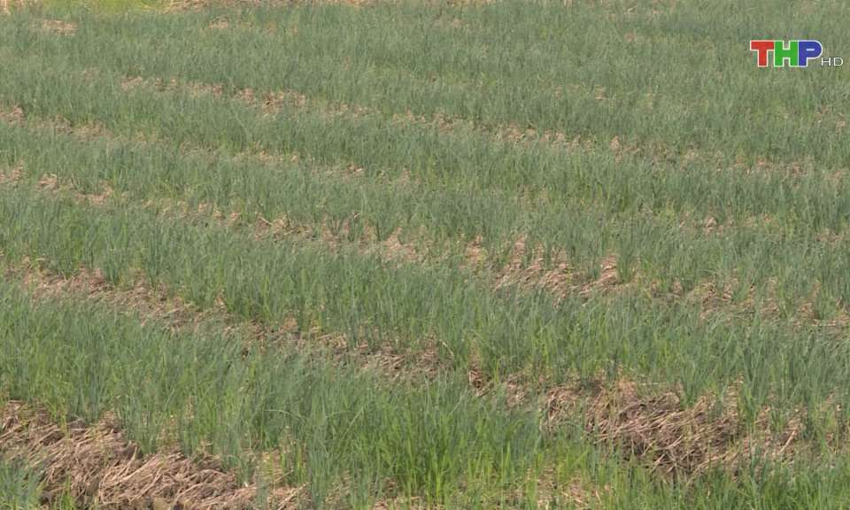 Ph&aacute;t triển c&acirc;y trồng mới hiệu quả kinh tế cao