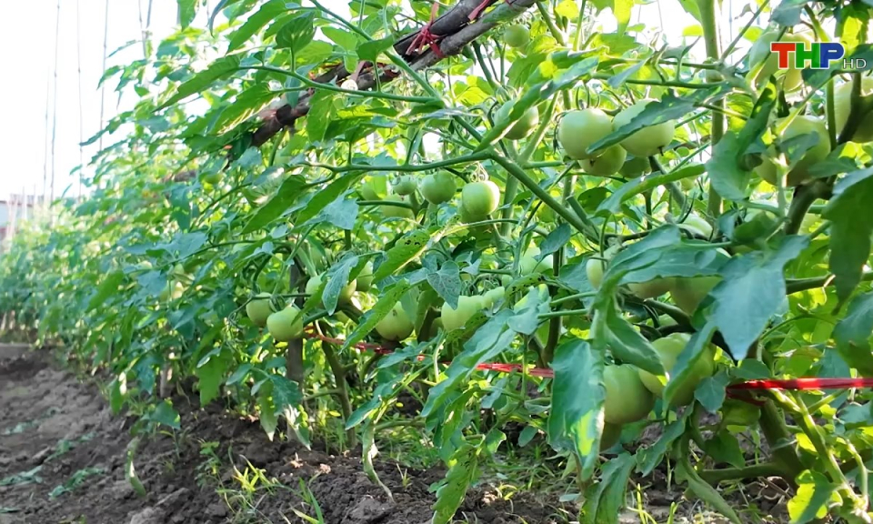 Bản tin thời sự tối (01/12/2024)