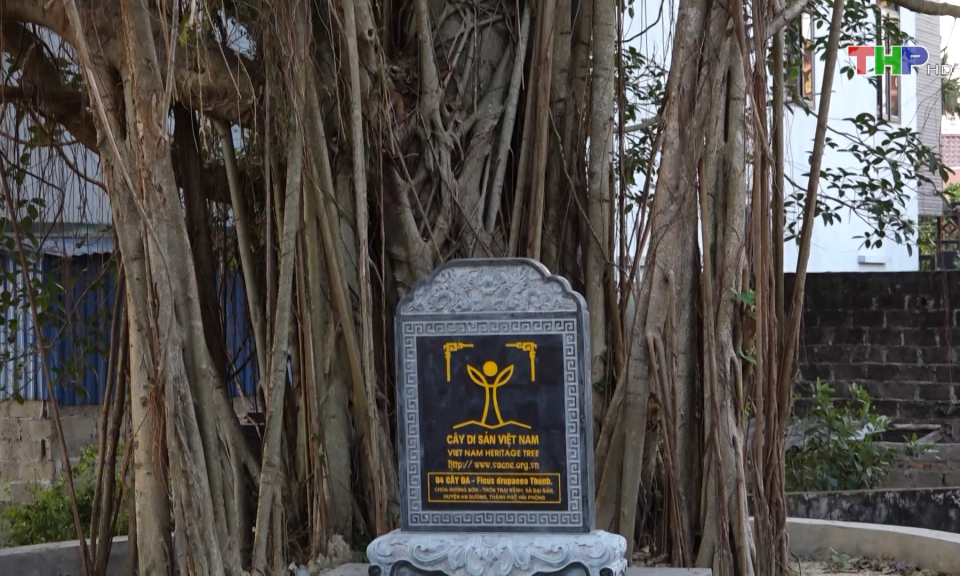 Bảo tồn c&acirc;y Di sản tại huyện An Dương