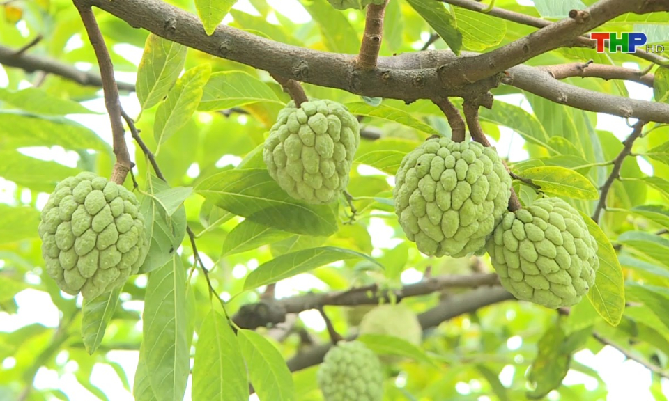 N&ocirc;ng th&ocirc;n mới Hải Ph&ograve;ng: X&acirc;y dựng v&agrave; ph&aacute;t triển sản phẩm đặc trưng OCOP