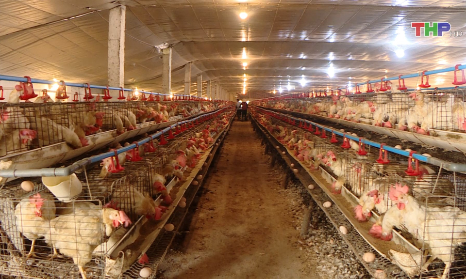 Bảo đảm nguồn h&agrave;ng h&oacute;a phục vụ Tết  